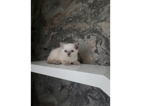 2 aylık british shorthair ve scotish fold dişi yavrular