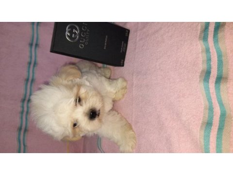 Muazzam güzellikte yakışıklı bir morkie çocuk