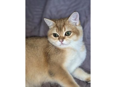 Golden erkek kedimiz