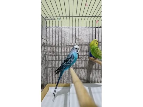 Damızlık muhabbet kuşu jumbo