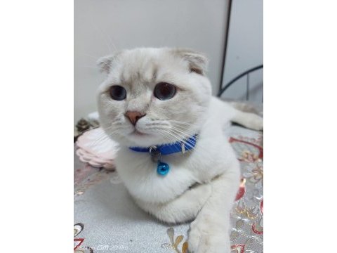 Scottish fold blue point