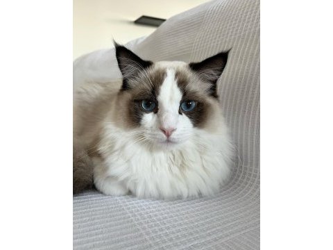 Dünyalar yakışıklısı prensime ragdoll eş arıyorum