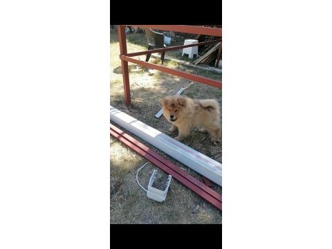 Üreticiden chow chow çin aslanı yavruları