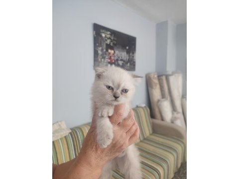 Scottish fold yavrular