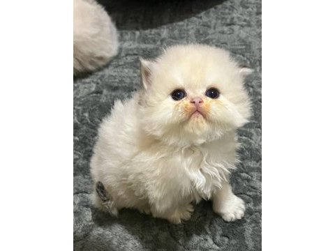 British longhair sevgi dolu kediler