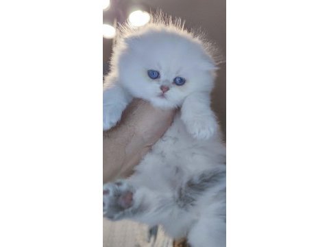 Ay yüzlü scottish fold prenses