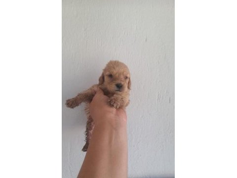 Goldendodle yavrularımız rezerveye acilmistir