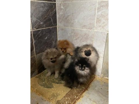 Pomeranian sevgililer gününe özel kampanya