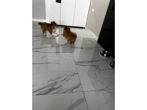 Erkek ve dişi yavru pomeranian