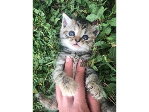 British shorthair yavrularım 2 aylıklar