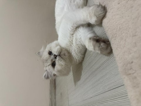 1 aylık hamile british shorthair