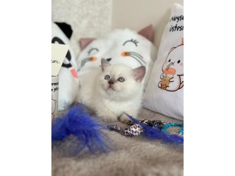 Scottish fold yavrularımız