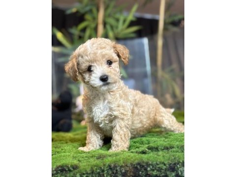 2 aylık erkek dişi toy poodle yavrular