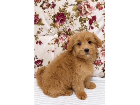 Red maltipoo dişi