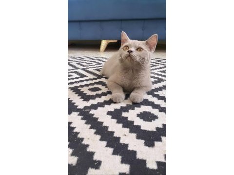 Kesinlikle sağ orjinal ırk çok sağlıklı 5 aylık