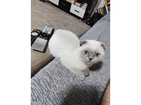 Uyumlu ve sevimli blue point kedimiz