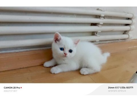 Kardeş british shorthair kediler