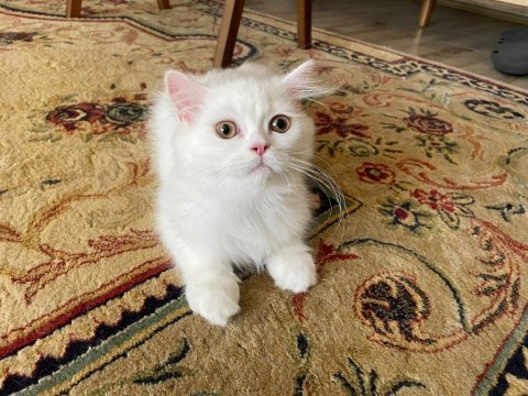 Chinchilla yavrularımız yeni yuvalarını arıyor