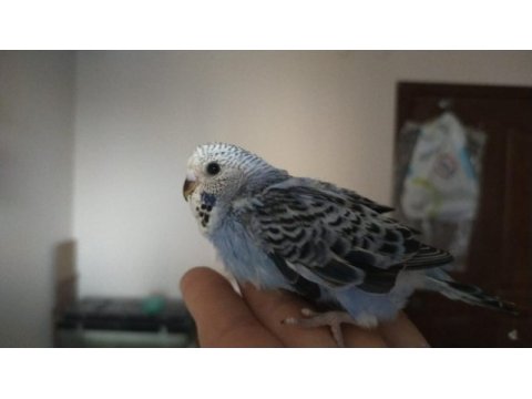 Jumbo yavru muhabbet kuşları