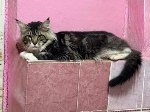 2 yaş erkek maine coon