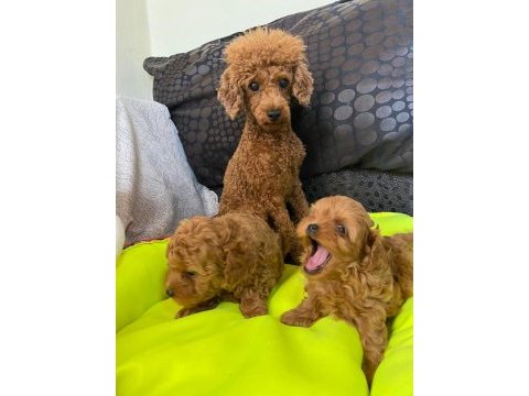 Toy poodle bebekler