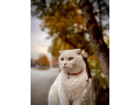 Scottish fold yeni yuvasını arıyor