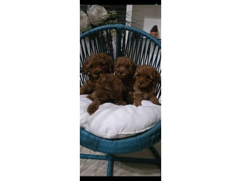 Kore babadan red toy poodle minnaklar