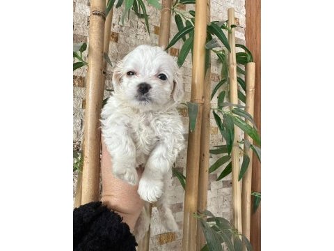 Maltese terrier 60 günlük köpeğimiz