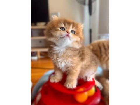 Golden ny12 erkek bebek british longhair