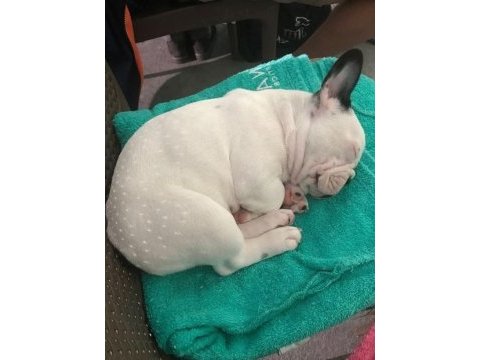 5 haftalık safkan french bulldog bebekler