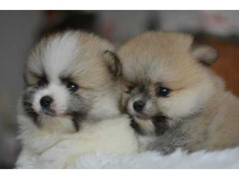 Teddy bear pomeranian bebekler