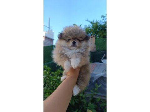 Pomeranian boo yavruları