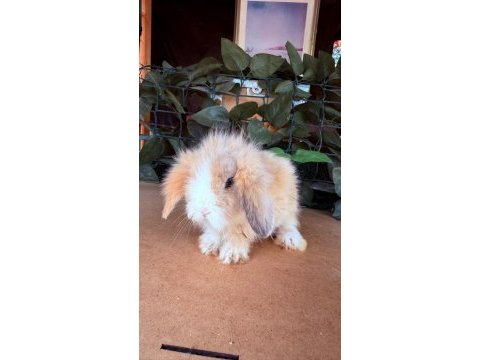 Safkan hollanda teddy lop tavşan yavrular