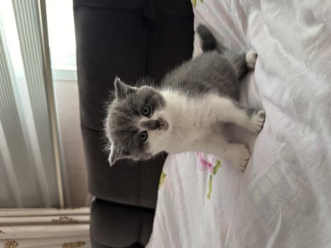 1 aylık nadir renk british longhair bebişler
