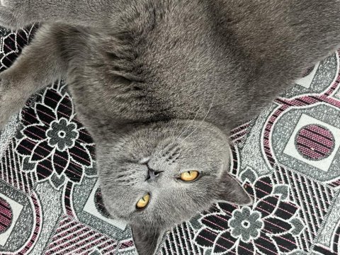 4 yaşında kısır dişi kedimiz