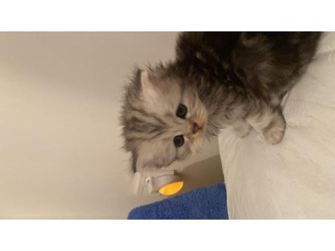 Nadir bulunan cinsler british longhair