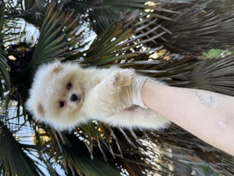 Pomeranian boo 