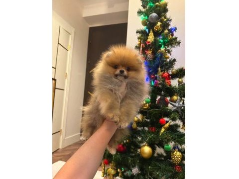 Dişi erkek pomeranian bebekler