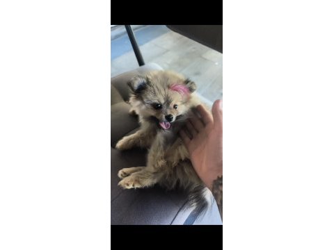 Tuvalet eğitimi mevcut köpektir bütün bakımları yapılmıştır