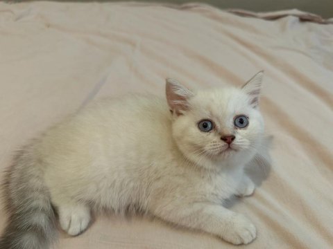 Safkan yavrular yuvalarını ariyorlar