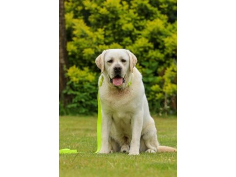 Şecereli safkan labrador retriever yavruları