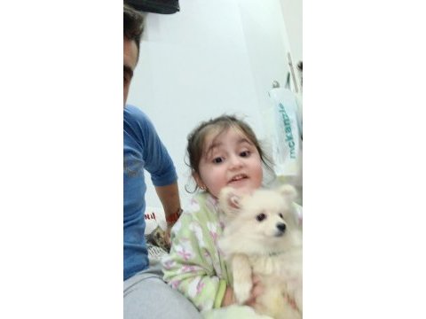 Acil sahiplendirme 4 aylık wc eğitimli pomeranian erkek