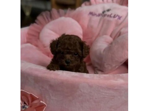 Podyum güzeli poodle