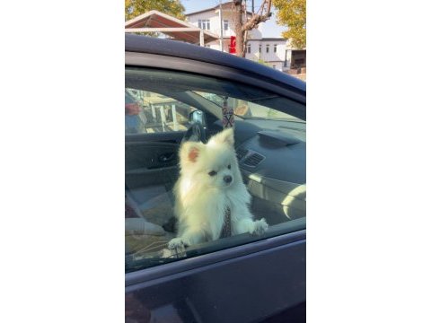 Yetişkin tilki surat pomeranian
