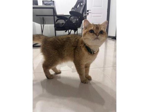 Brıtısh shorthair 2,5 yaşında