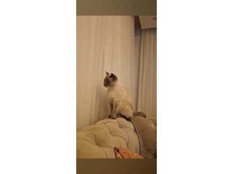 British blue point dişi kedimiz