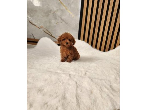 Ruhsatlı köpek çiftliğinden toypoodle yavrularımız 
