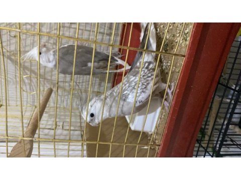 Sultan papağanı mutasyon papağanlardır