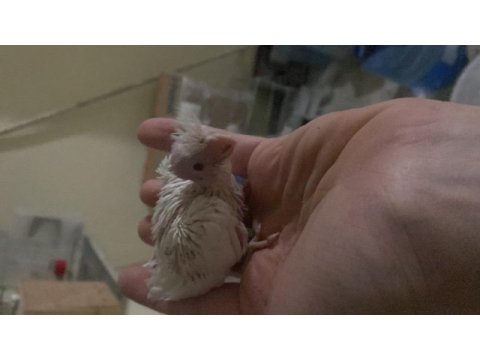 Üretimden yeme düşmek üzere albino/lutino sultan papağanı