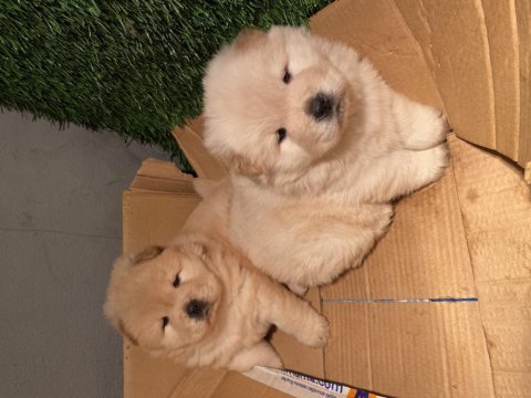 Eskimo pofuduk chow chow bebeklerimiz
